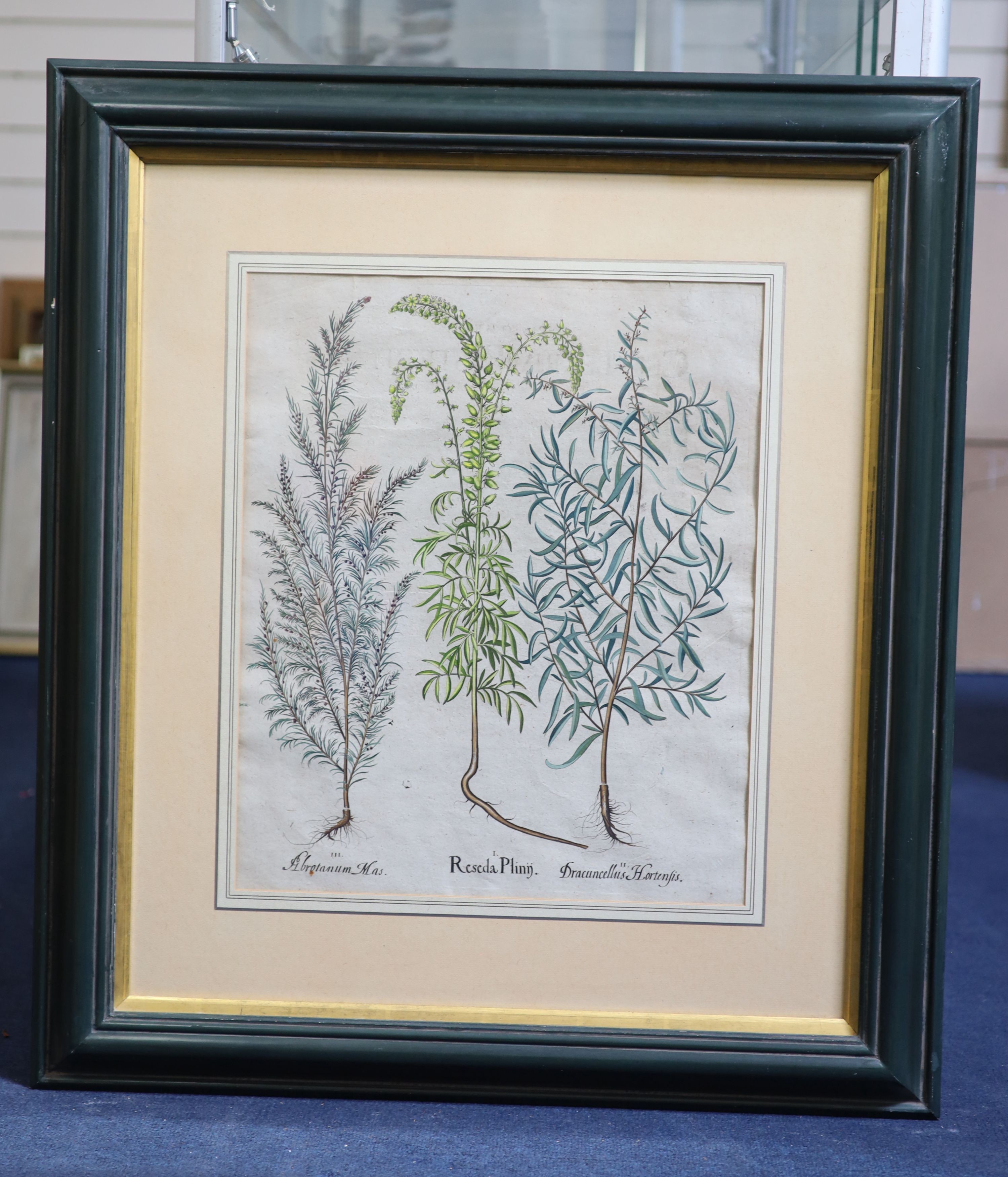 Basilius Besler (1561-1629), Martagon Imperiale Molchatum, Myrtus Tarentina, Myrtus Latifolns, Calendula Prolifera, Tanacetum Inodorum, Flore Belli and Reseda Plinn, Five engravings with handcolouring printed on laid pap